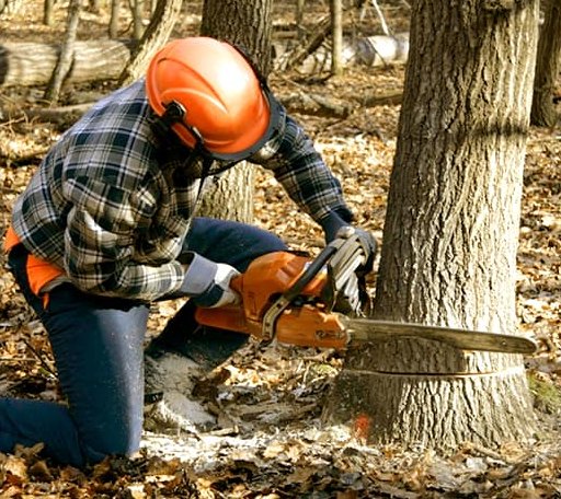 Tree Removal in Burkettsville, OH